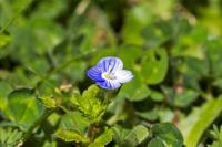 Veronica persica