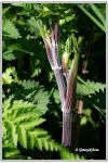 Anthriscus sylvestris