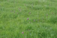 Fritillaria meleagris