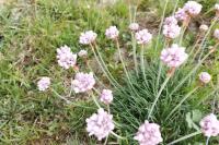 Armeria maritima