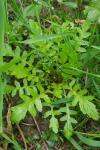 Rorippa palustris