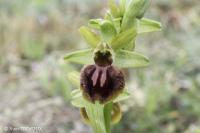 Ophrys aranifera
