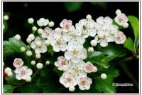 Crataegus monogyna