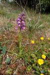 Anacamptis morio