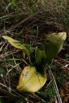 Himantoglossum hircinum