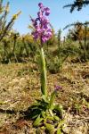 Anacamptis morio