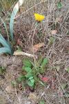 Sonchus bulbosus