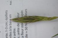Anthoxanthum aristatum