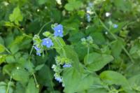 Pentaglottis sempervirens