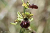 Ophrys aranifera
