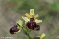 Ophrys aranifera