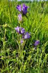 Campanula glomerata
