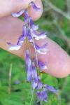 Vicia tenuifolia