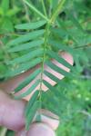 Vicia tenuifolia