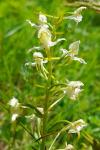 Platanthera chlorantha
