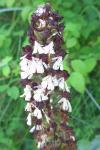 Orchis purpurea