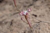 Silene portensis