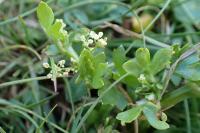 Apium graveolens