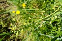 Thlaspi alliaceum