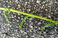 Thlaspi alliaceum