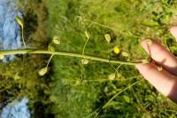 Thlaspi alliaceum