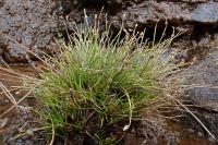 Isolepis cernua