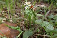 Heliotropium europaeum