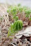 Sedum sexangulare