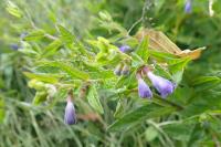 Scutellaria galericulata
