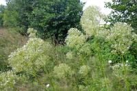 Valeriana officinalis