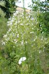 Valeriana officinalis