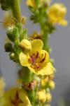 Verbascum nigrum