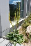 Verbascum nigrum