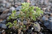 Polycarpon tetraphyllum