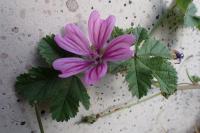 Malva sylvestris