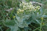 Lepidium draba
