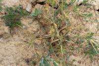 Scandix pecten-veneris