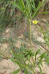 Ranunculus arvensis