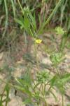 Ranunculus arvensis