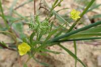 Ranunculus arvensis
