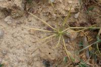 Scandix pecten-veneris