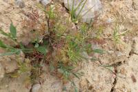 Scandix pecten-veneris