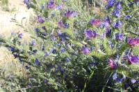 Echium vulgare