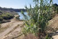 Arundo donax