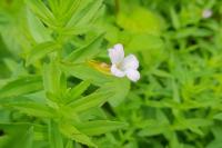 Gratiola officinalis