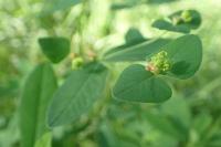Euphorbia dulcis