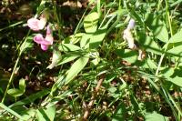 Lathyrus linifolius