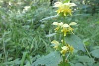 Lamium galeobdolon