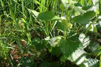 Melittis melissophyllum