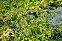 Galinsoga quadriradiata